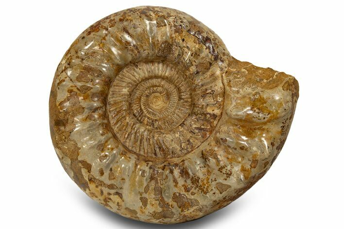 Polished Jurassic Ammonite (Kranosphinctes) - Madagascar #319501